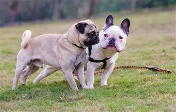 French The difference between a fighting dog and a pug