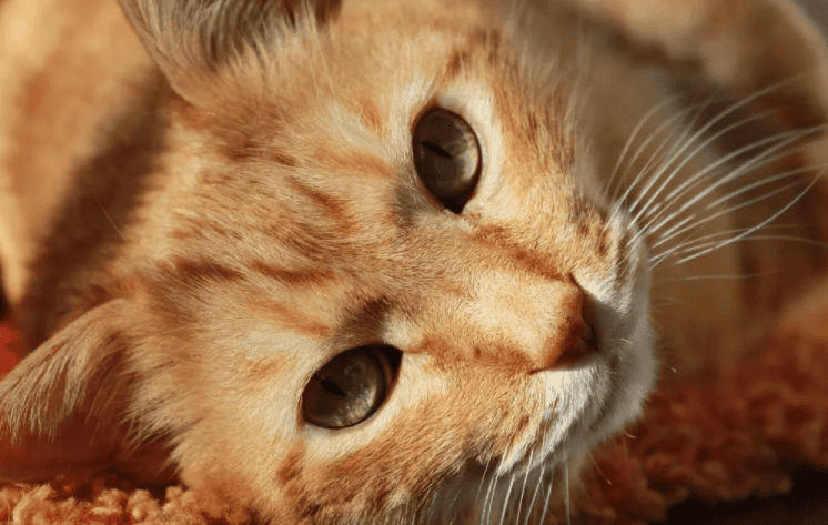  Six signs that your cat 