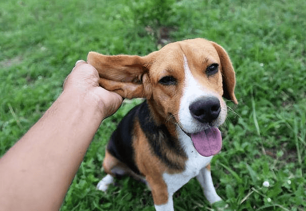 Why do dogs always smell their owner's crotch