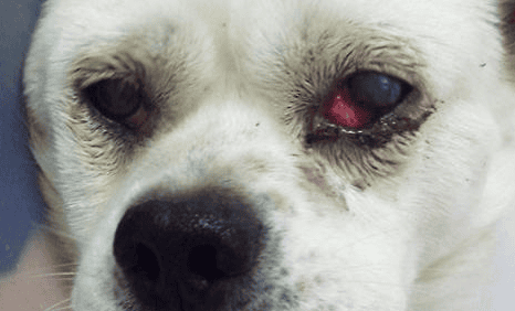 Can a dog's eyes heal from injuries and bloodshot eyes?