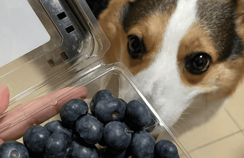 Dogs Can I eat blueberries?