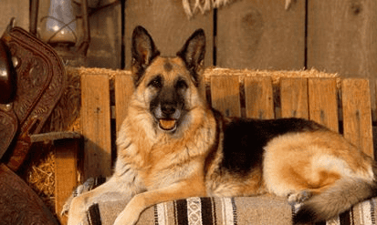 Symptoms of German Shepherds getting parvovirus