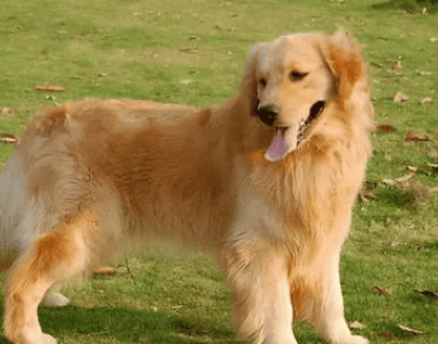 How much is the market price of a golden retriever puppy? It ranges from a few hundred to several thousand, and the starting price with a pedigree certificate may be over 10,000 yuan. Yuan and above