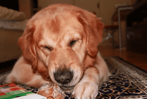 Dogs will do these things after you fall asleep. It means you didn't raise it in vain