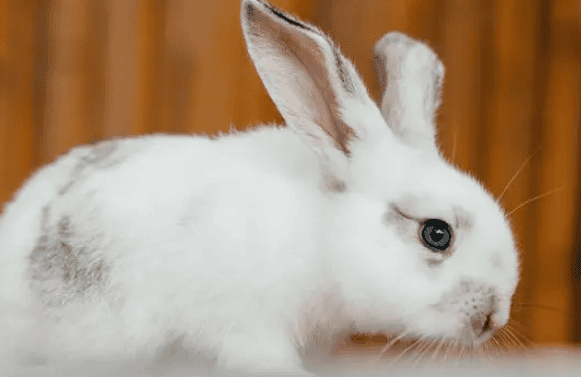 How How to judge the age of a rabbit by its appearance? 