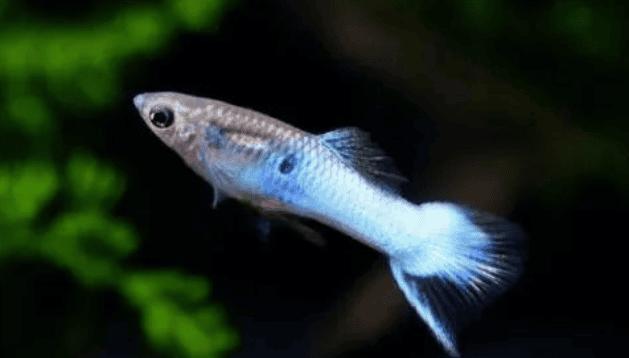 About the issues of how to raise guppy fry, a popular ornamental fish