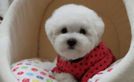 What to do if Bichon Frize has serious tear stains? Six ways to effectively solve the serious problem of Bichon Frize tear stains