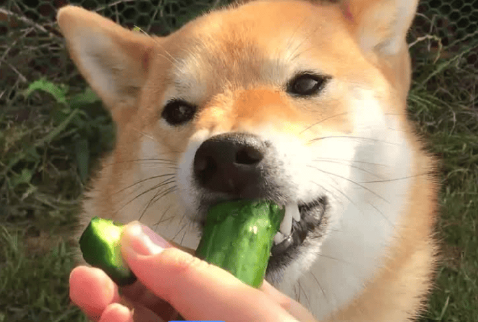 Dogs Can you eat cucumber?