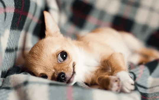 What to do if the dog smells too strong at home? Don't worry, here are 6 tips for you