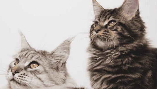 What are cats most afraid of? 90% of people don’t know the 4 things cats are most afraid of! ></p><p>4. Loneliness and separation anxiety</p><p>For many pet cats, loneliness and separation anxiety are one of the things they fear most. When their owners leave home, some cats may exhibit anxious, restless and other behaviors, such as frantically looking for their owners, barking, destroying furniture, etc. This behavior may be due to cats' nature, as in the wild, cats often need to work as a team to hunt prey. Therefore, if your cat exhibits this behavior, it is recommended to seek professional help such as a trainer or veterinary advice to ensure that your cat receives appropriate attention and care. </p><p>Understanding what cats are most afraid of can help us better care for and understand our pets. Different cats have different personalities and preferences, so we need to carefully observe and understand their needs and feelings. By providing a stable environment, proper training, and attention, we can help our pet cats live healthier, happier lives. </p>                        
        </div>
        <!-- 上下页 -->
        <div class=