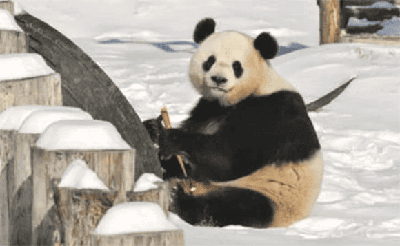  What is the life span of giant pandas? What kind of food do they eat? Are they capable of reproduction? 