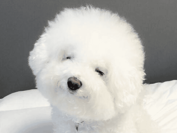 Feeding a Bichon Frize method