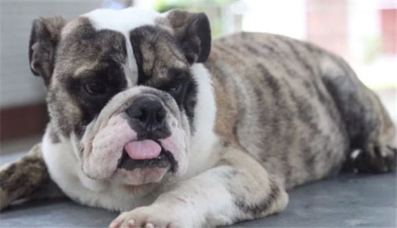  When should Tiger Bulldogs be dewormed?