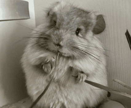 Who knows, it turns out that raising a chinchilla is so simple