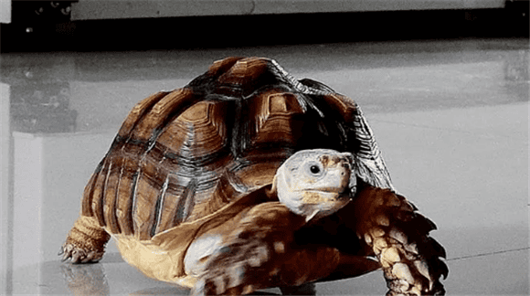  Revealing the four things turtles are most afraid of, owners must know! 