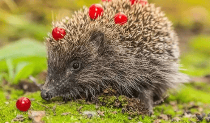 Are hedgehogs a nationally protected animal? Come and find out