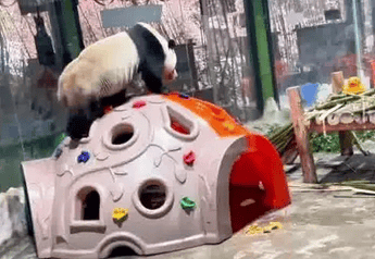 The live broadcast room of a giant panda shaking its buttocks sexyly was blocked for ten minutes. The picture is 