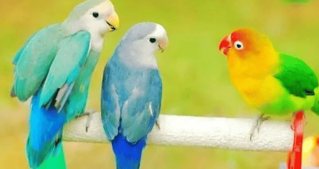  How to raise peony parrots is more interesting! 