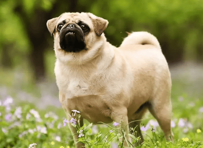 Reveal the advantages and disadvantages of pugs, so that you can have a deeper understanding of dogs! p>Tips:</p><p>Pugs are very suitable for family dogs. They are friendly, loyal, medium-sized, and suitable for living in a small apartment. However, they also have disadvantages to be aware of, including being clingy, requiring frequent grooming, and being active. If the owner can give enough love and care to the pug, then they will become a loyal companion and bring endless joy and happiness to the family. </p>                        
        </div>
        <!-- 上下页 -->
        <div class=