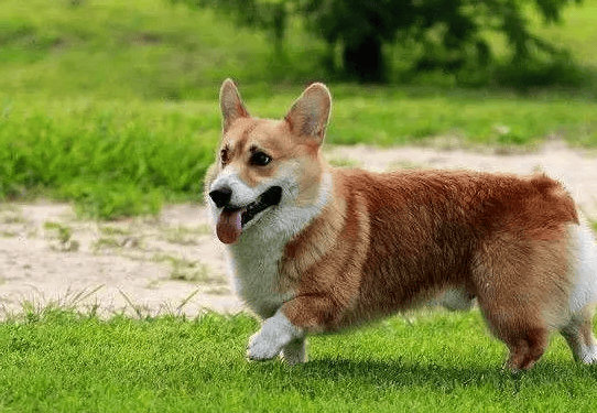 Which is better, two-color corgi or two-color corgi