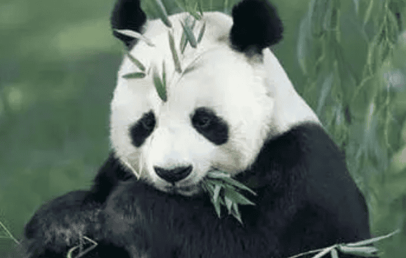 Foreign media attention: China The number of wild giant pandas has increased to 1,900