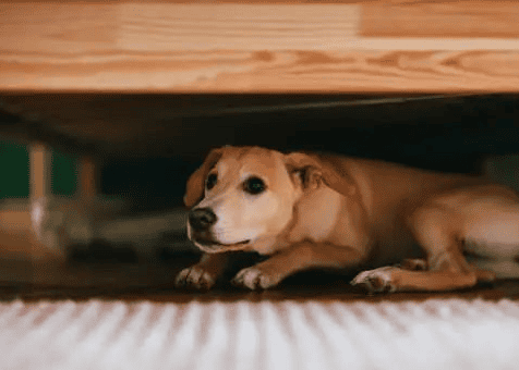 These are 7 reasons why dog ​​farts smell so bad!