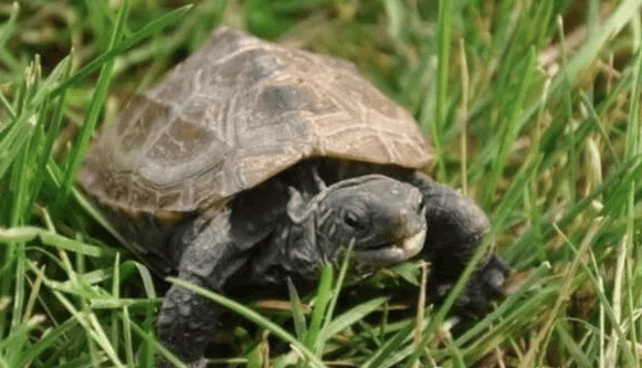 How to enhance the intimacy with turtles? Touch these 4 parts more to make your love deeper! ></p><p>The areas that turtles like to be touched are: neck, top of head, carapace and chin and cheeks. When you gently stroke a turtle's neck, you will feel that they enjoy it and may even stretch their neck actively. Similar to humans, the top of a turtle's head is an area they like to be touched. Your turtle will become very comfortable when you rub gentle circles on the top of its head. The carapace is one of a turtle's most distinctive features, but the skin on it is actually quite sensitive. When you gently run your fingers over the carapace, you'll notice that the turtle enjoys the process. Turtles' chins and cheeks are also sensitive areas, and they like their owners to stroke them gently. </p><p style=