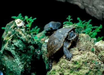 What are the Feng Shui rules for raising a turtle at home? It's good to keep it away from evil spirits! 