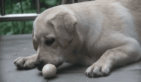 Can dogs eat protein?