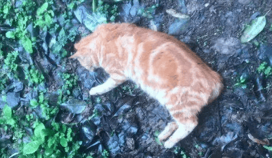 The sudden death of a cat Death is a disaster