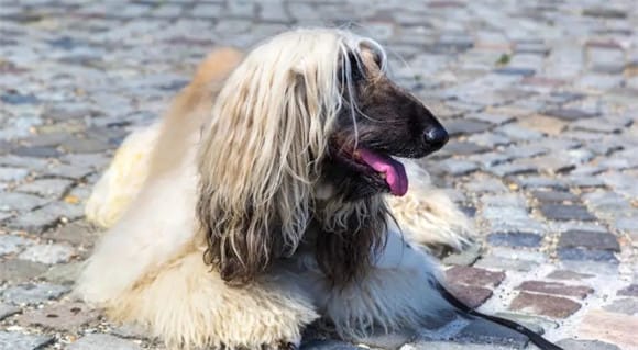 Afghan dogs are very popular among foreign celebrities and models. Why are they banned in my country? 