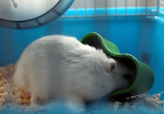 What are the ways to make hamsters move? 5 tips to make hamsters move! 