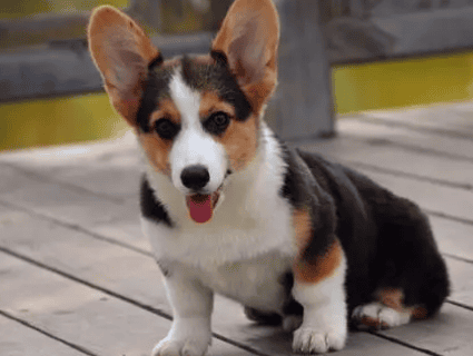 Can a short-haired Corgi give birth to a long-haired Corgi?