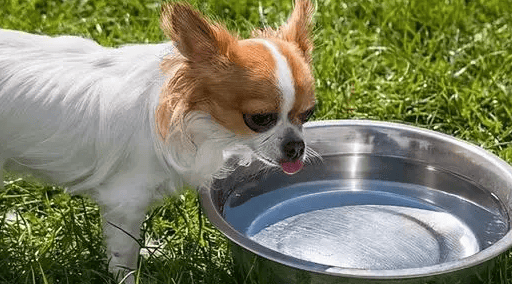 The dog does not eat for five days and only drinks water