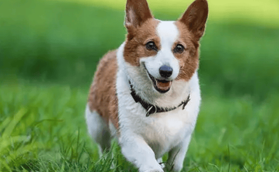 How much does a Corgi cost? Prices vary in different regions