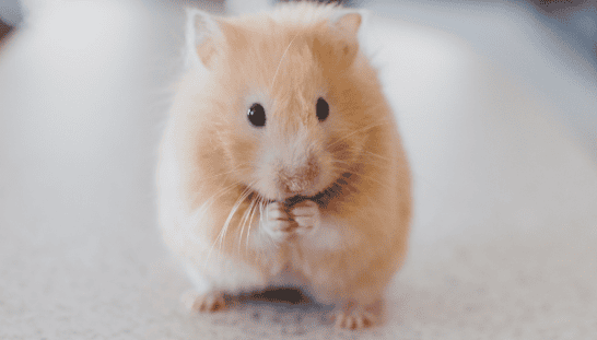  Discuss how long a hamster lives and a list of hamster breeds