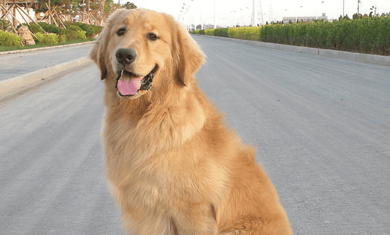 Ten kinds of dogs recognized as 