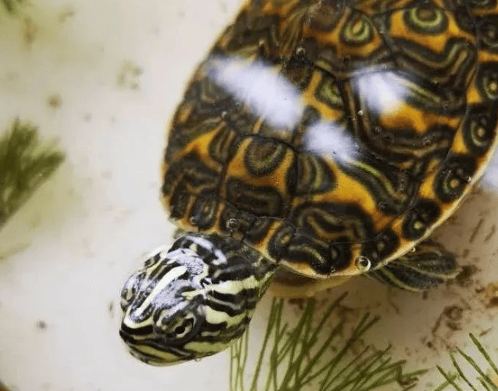  These key points cannot be ignored when raising turtles at home! 