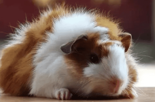 Which country is the guinea pig? Don't be fooled! 