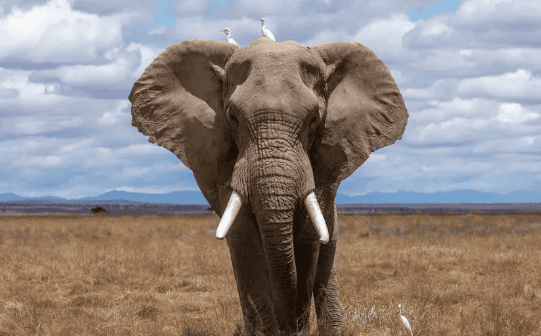 How smart are elephants? Just verify it and you will know