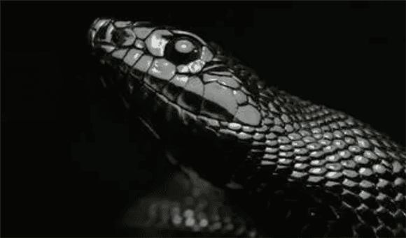 The Mexican Black King Snake that looks fierce and domineering