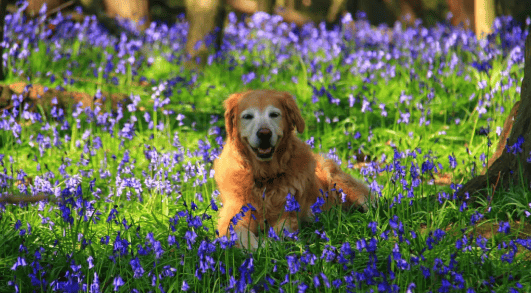 Why do dogs eat grass?