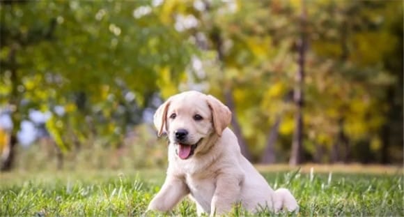 Why do dogs Dogs love to eat grass