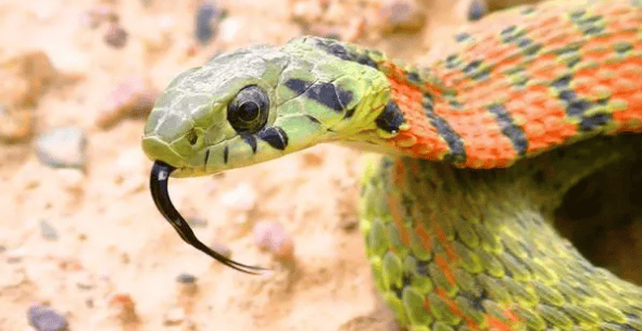 The well-known pheasant neck-tiger neck snake, they are also a branch of venomous snakes