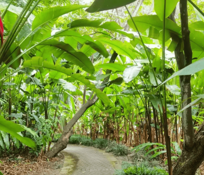 About the selection of plants for the free-range environment of terrestrial turtles