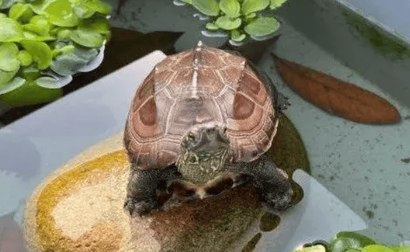 Three precautions for breeding turtles in late spring