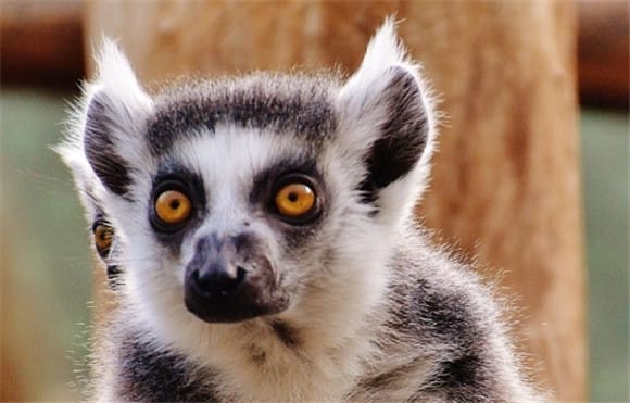 Lemurs eat What fruits