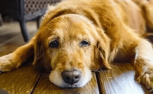 Will dog gastritis heal on its own?