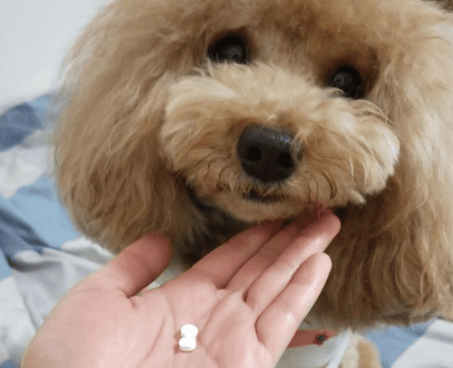 What medicine should I take if my dog ​​has thin and long worms?