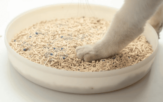 pidan cat litter: a domestic product recognized by cats Proud